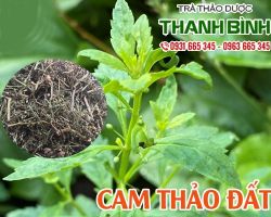 Mua bán cam thảo đất tại quận 8 có tác dụng hạ huyết áp