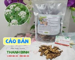 Mua bán cảo bản ở quận Thủ Đức hỗ trợ điều trị cảm mạo phong hàn rất tốt