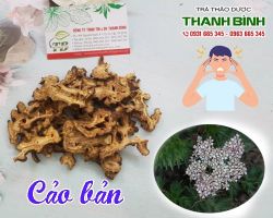 Mua bán cảo bản tại huyện Thanh Oai trị đau khớp do phong thấp