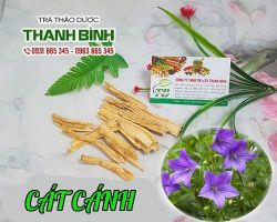 Mua bán cát cánh tại quận Cầu Giấy hỗ trợ điều trị viêm phế quản