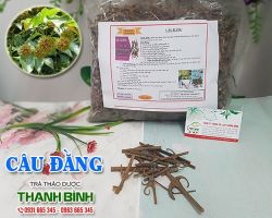 Mua bán câu đằng tại huyện Từ Liêm giúp điều trị đau đầu chóng mặt