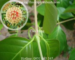 Mua bán câu đằng tại quận Bình Thạnh có tác dụng điều trị co giật