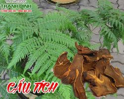 Mua bán cẩu tích ở quận Gò Vấp có tác dụng trị đau ngang lưng