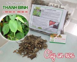 Mua bán cây an xoa tại huyện Chương Mỹ chữa mụn nhọt, sưng lở