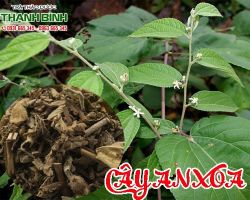 Mua bán cây an xoa tại quận 6 có tác dụng trị mụn nhọt