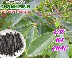 Mua bán cây ba chạc ở quận Thủ Đức có tác dụng giải độc lá ngón hiệu quả