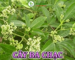 Mua bán cây ba chạc tại Bắc Giang hỗ trợ cải thiện tình trạng đau nhức