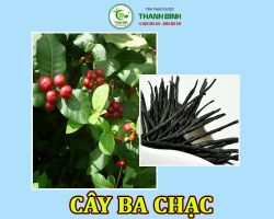 Mua bán cây ba chạc tại quận Ba Đình có công dụng cải thiện tình trạng đau nhứt