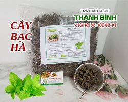 Mua bán cây bạc hà ở quận Tân Phú kích thích tiêu hóa
