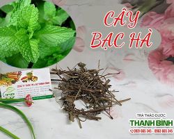 Mua bán cây bạc hà tại huyện Thạch Thất có tác dụng điều trị mụn thâm, sẹo thâm