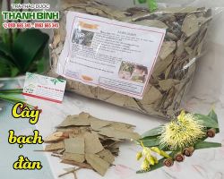Mua bán cây bạch đàn tại quận Đống Đa có tác dụng chống viêm