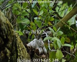 Mua bán cây bí kì nam tại Bình Thuận có tác dụng phục hồi gan tốt nhất