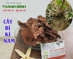 Mua bán cây bí kì nam tại quận 8 hỗ trợ điều trị bệnh đau dạ dày
