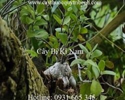Mua bán cây bí kì nam uy tín tại Nghệ An có tác dụng điều trị tiêu chảy