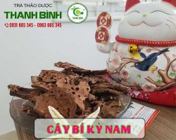 Mua bán cây bí kỳ nam tại huyện Quốc Oai có công dụng trị bệnh suy gan