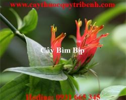 Mua bán cây bìm bịp tại Kom Tom chữa trị đau xương khớp rất hiệu quả
