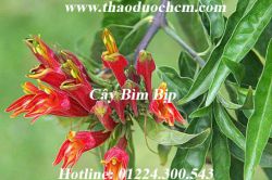 Mua bán cây bìm bịp tại quận 4 trị nhức xương khớp hiệu quả