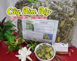 Mua bán cây bìm bịp tại quận Ba Đình có tác dụng giúp mát gan