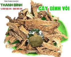 Mua bán cây bình vôi ở đâu uy tín chất lượng tại TpHCM?