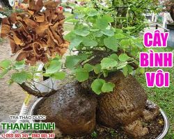 Mua bán Cây bình vôi tại quận 4 điều trị viêm đường hô hấp