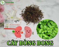 Mua bán cây bòng bong ở quận Tân Bình giúp lợi tiểu và phòng tái phát hiệu quả