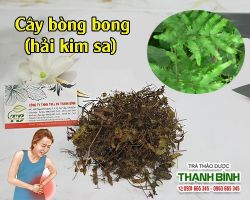 Mua bán cây bòng bong tại Sơn Tây trị chứng lị ra máu