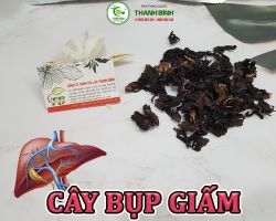 Mua bán cây bụp giấm tại Bắc Ninh giúp giảm cholesterol hiệu tốt nhất
