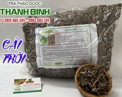 Mua bán cây cải trời ở đâu uy tín tại TpHCM?