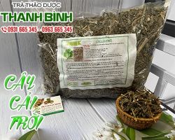 Mua bán cây cải trời tại quận 10 có tác dụng làm tan máu đông