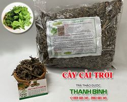 Mua bán cây cải trời tại quận Hai Bà Trưng giúp sát trùng an toàn nhất