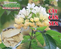 Mua bán cây cần sen tại quận 6 giúp vết thương mau lành miệng sau khi mổ