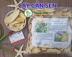Mua bán cây cần sen tại quận Hoàn Kiếm hỗ trợ ngăn ngừa bệnh ung thư