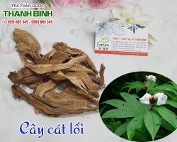 Mua bán cây cát lồi tại huyện Ba Vì có tác dụng điều trị đau lưng