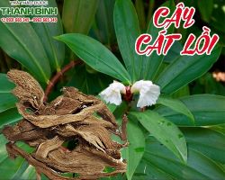 Mua bán cây cát lồi tại quận 7 điều trị đau dây thần kinh
