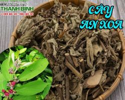 Mua bán cây an xoa tại quận 1 có tác dụng điều trị gan hiệu quả nhất