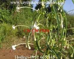 Mua bán cây chỉ thiên ở quận Thủ Đức giúp điều trị hen suyễn tốt nhất