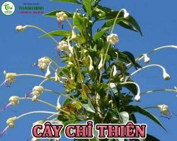 Mua bán cây chỉ thiên tại Bến Tre giúp lưu thông khí huyết hiệu quả nhất