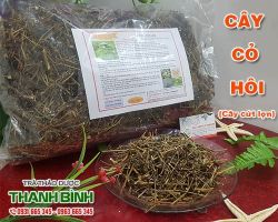 Mua bán cây cỏ hôi tại quận Thanh Xuân giúp điều trị ghẻ lở hiệu quả nhất