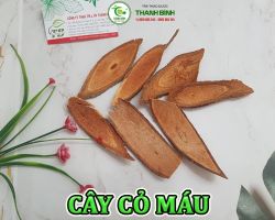 Mua bán cây cỏ máu tại Bình Dương hỗ trợ làm thông kinh hoạt lạc
