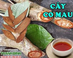Mua bán cây cỏ máu tại quận 8 giúp bổ máu dưỡng huyết rất hiệu quả