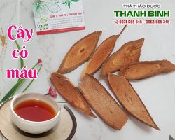 Mua bán cây cỏ máu tại quận Thanh Xuân hỗ trợ kích thích tăng cân