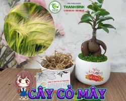 Mua bán cây cỏ mây tại quận 4 có công dụng giúp bảo vệ gan tốt nhất