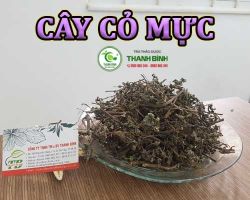 Mua bán cây cỏ mực (cây nhọ nồi) ở quận Bình Tân giúp giảm tình trạng sốt cao