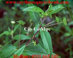Mua bán cây cỏ mực chất lượng tại Hà Nội điều trị chảy máu mũi tốt nhất