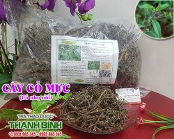 Mua bán cây cỏ mực ở huyện Bình Chánh hỗ trợ điều trị ho ra máu rất tốt