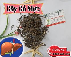 Mua bán cây cỏ mực tại huyện Ba Vì chữa viêm cầu thận