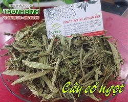Mua bán cây cỏ ngọt tại huyện Hoài Đức cung cấp lượng đường cho bà bầu