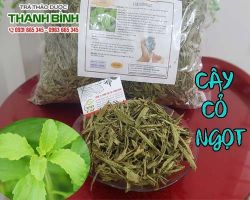 Mua bán cây cỏ ngọt tại quận 2 có tác dụng cân bằng huyết áp