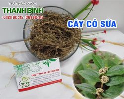 Mua bán cây cỏ sữa tại huyện Mỹ Đức hỗ trợ giúp lợi sữa