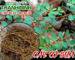 Mua bán cây cỏ sữa tại quận 5 cải thiện chức năng sinh sản